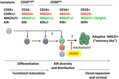 Dual Role of Natural Killer Cells on Graft Rejection and Control of Cytomegalovirus Infection in Renal Transplantation